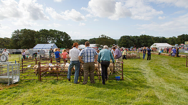 A group of farmers surrounding sheep.